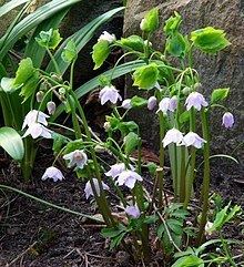 Ranzania japonica httpsuploadwikimediaorgwikipediacommonsthu