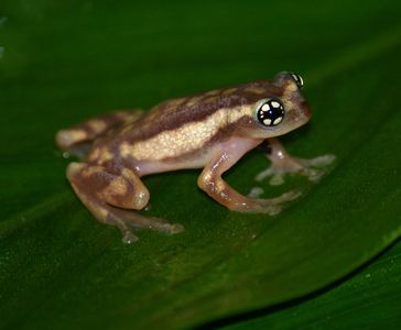 Raorchestes ochlandrae indiabiodiversityorgbiodivimgRaorchestes20oc