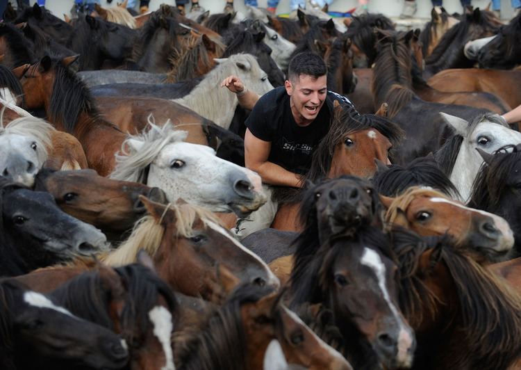 Rapa das Bestas Rapa das Bestas Shearing of the Beasts festival in Sabucedo Spain