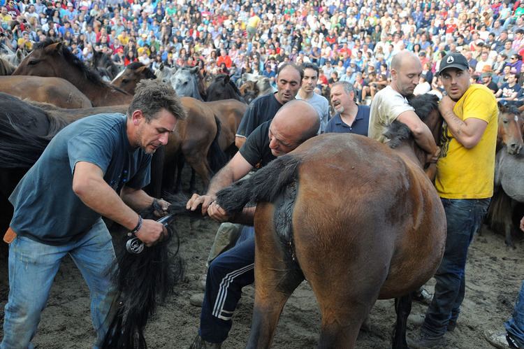 Rapa das Bestas Rapa das Bestas Shearing of the Beasts festival in Sabucedo Spain