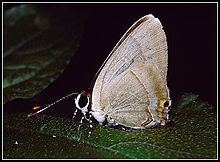 Rapala (butterfly) httpsuploadwikimediaorgwikipediacommonsthu