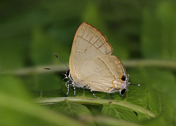 Rapala manea Butterflies of India Rapala manea