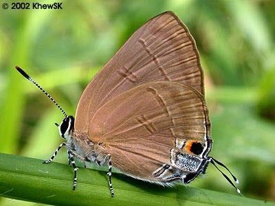 Rapala manea ButterflyCircle Checklist