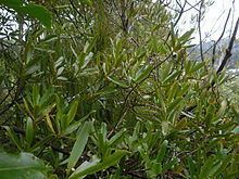 Rapanea salicina httpsuploadwikimediaorgwikipediacommonsthu