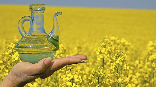 Rapeseed Why You Should Use Rapeseed Oil for Your Scalp