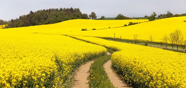 Rapeseed China Rapeseedto Change or Wither Away