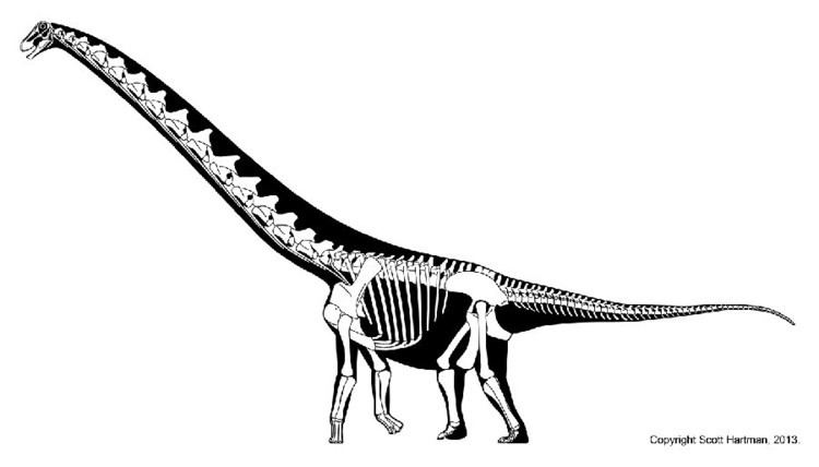 Rapetosaurus Rapetosaurus Pictures amp Facts The Dinosaur Database
