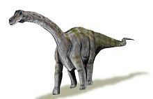 Rapetosaurus httpsuploadwikimediaorgwikipediacommonsthu