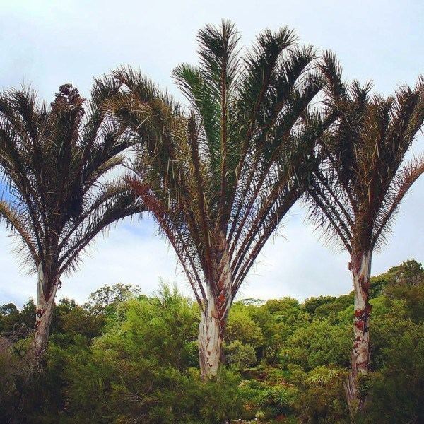 Raphia australis Palm Fact of the Week The Kosi Palm or Raphia australis