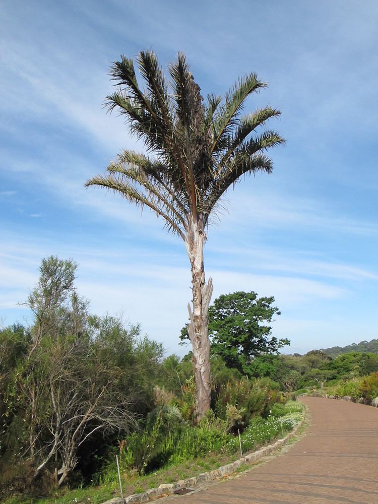 Raphia australis Genera and species Palms of Africa