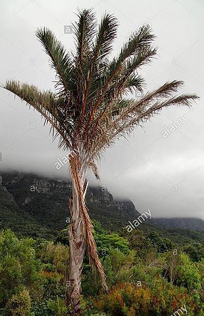 Raphia australis Raphia australis Palmpedia Palm Grower39s Guide