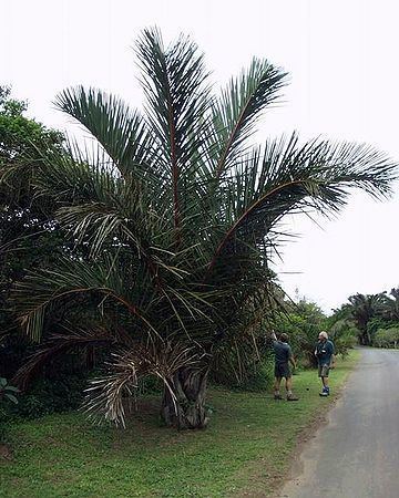 Raphia australis Raphia australis Palmpedia Palm Grower39s Guide