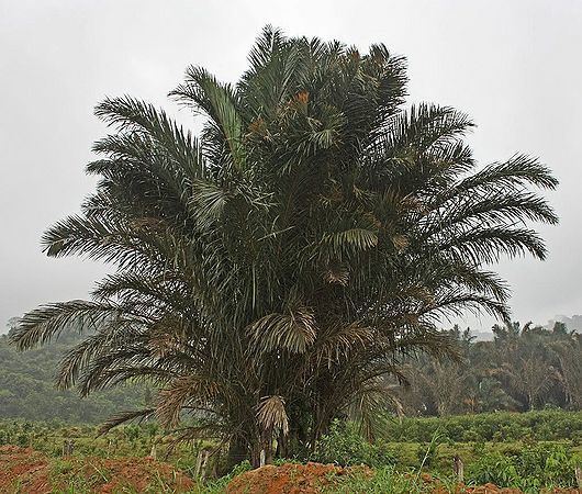 Raphia farinifera Raphia farinifera Palmpedia Palm Grower39s Guide