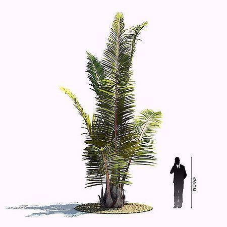 Raphia farinifera Raphia farinifera Palmpedia Palm Grower39s Guide