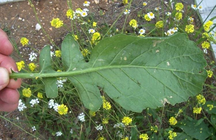 Rapistrum rugosum Rapistrum rugosum annual bastardcabbage Go Botany