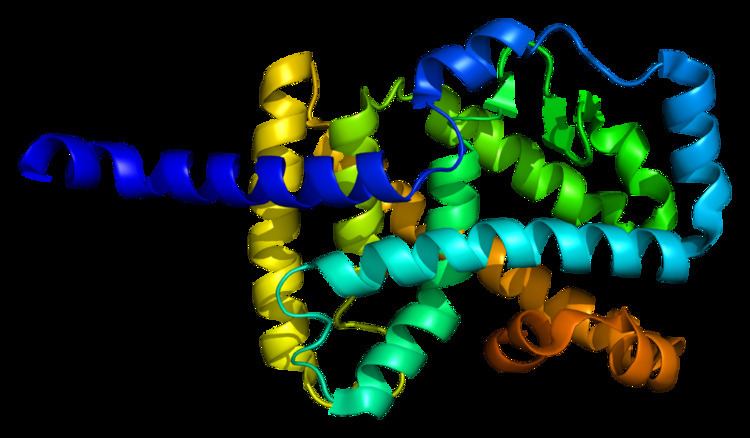 RAR-related orphan receptor alpha