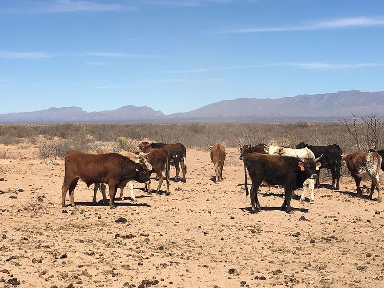 Raramuri Criollo cattle