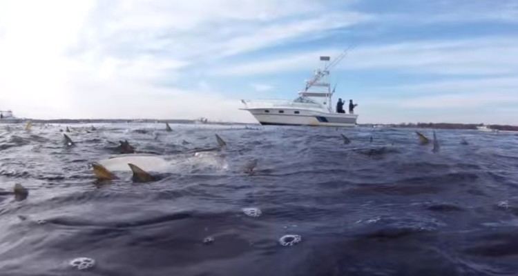Raritan Bay Bluefish and Bunker Carnage in Raritan Bay Video On The Water