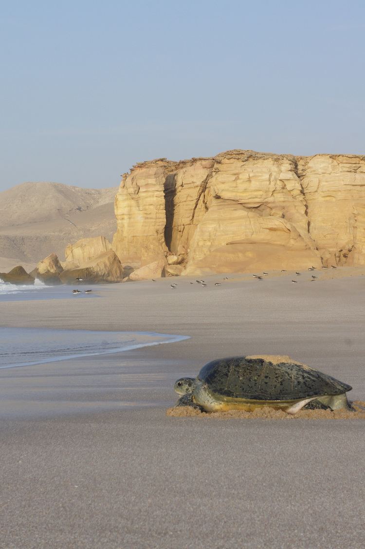 Ras al-Jinz The Green Sea Turtles of Ras al Jinz Eric in Oman