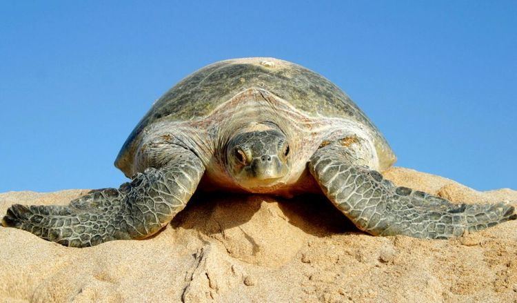 Ras al-Jinz Ras Al Jinz Turtle Reserve Luxury Tailormade Holidays to Oman