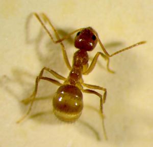 Rasberry crazy ant Texas Invasives