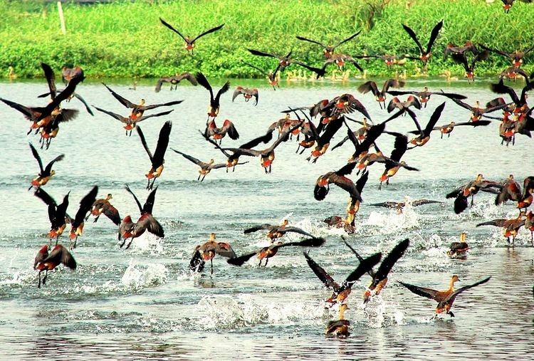 Rasikbil This Winter Get Pleasures from Various Kinds of Birds Watching At