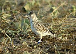 Raso lark httpsuploadwikimediaorgwikipediacommonsthu