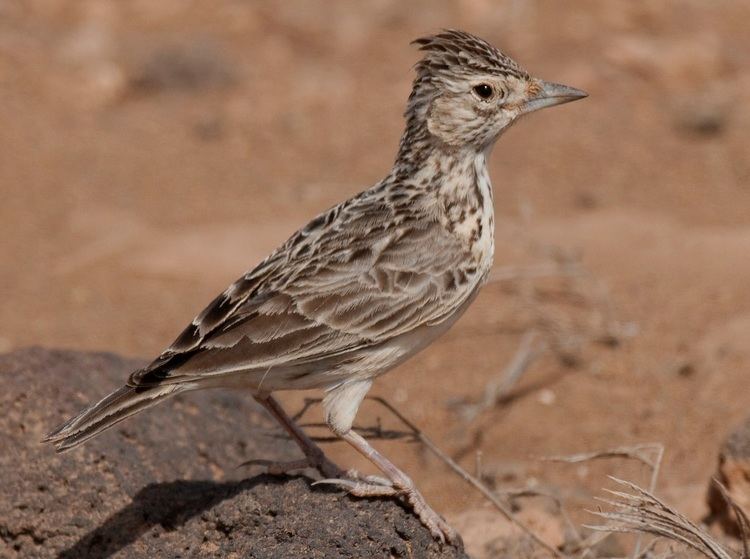 Raso lark The Raso Lark Least Known Bird Bioventures