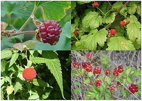 Raspberry Raspberry Wikipedia
