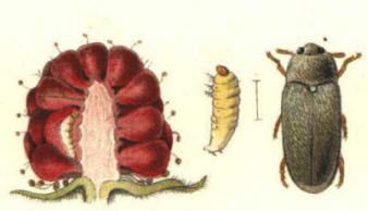 Raspberry beetle Raspberry beetle maggots and grubs also blackberries