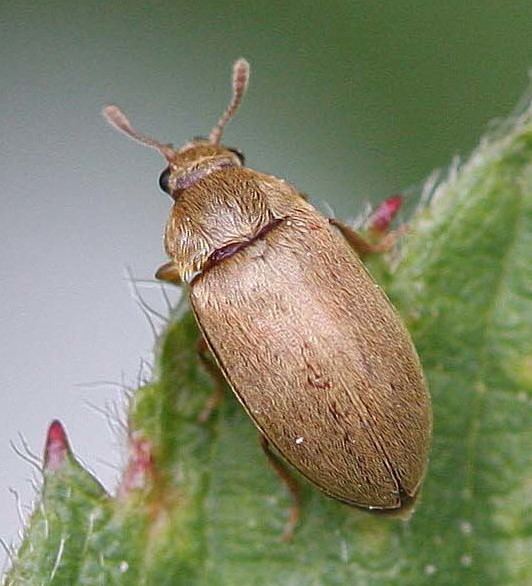 Raspberry beetle Raspberry Beetle Byturus tomentosus
