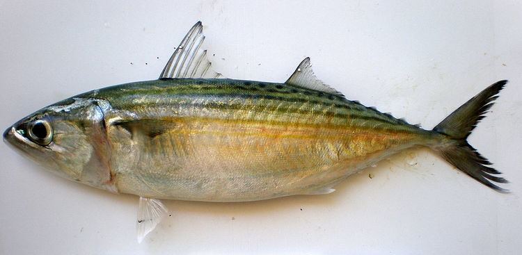 Rastrelliger Indian mackerel Wikipedia