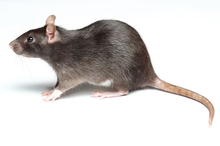 Rat Rat Killer Products amp Supplies