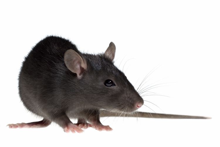 Rat Rats Facts About Rats Types of Rats PestWorldforKidsorg