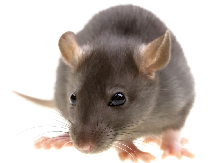 Rat Alchetron The Free Social Encyclopedia