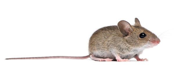 Rat What is the Difference Between a Rat and a Mouse Rentokil