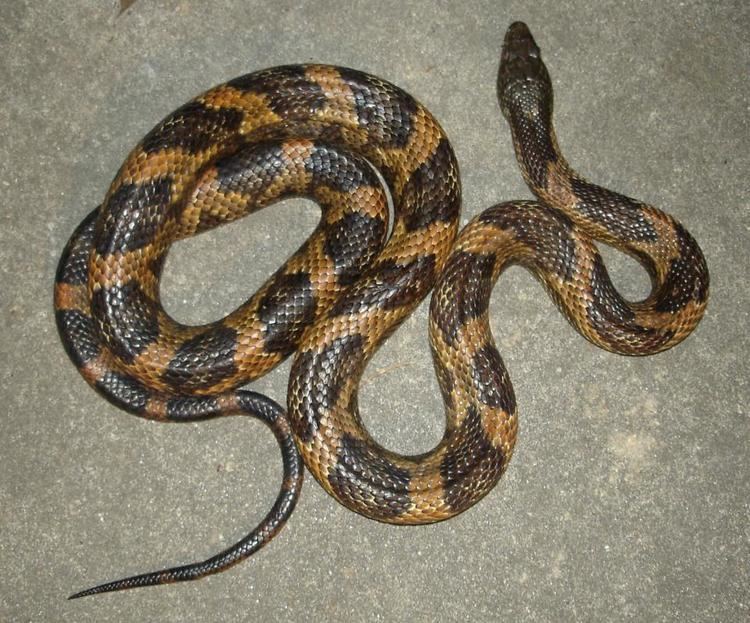 Rat snake Western Rat Snake Louisiana Department of Wildlife and Fisheries