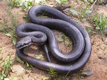 Rat snake Species Profile Rat Snake Elaphe Pantherophis obsoleta SREL