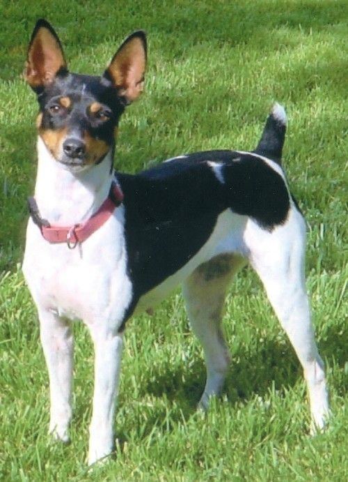 Rat Terrier 1000 ideas about Rat Terriers on Pinterest Jack russell puppies