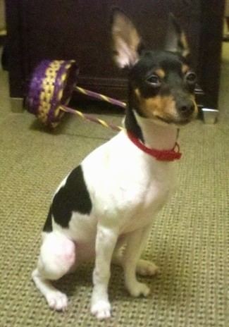 Rat Terrier Rat Terrier Dog Breed Information and Pictures