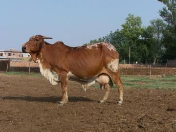Rathi cattle Rathi Dairy Knowledge Portal