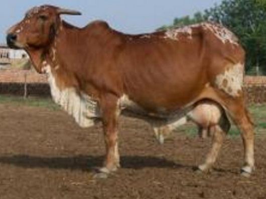 Rathi cattle All Paedia Rathi Cattle Breed