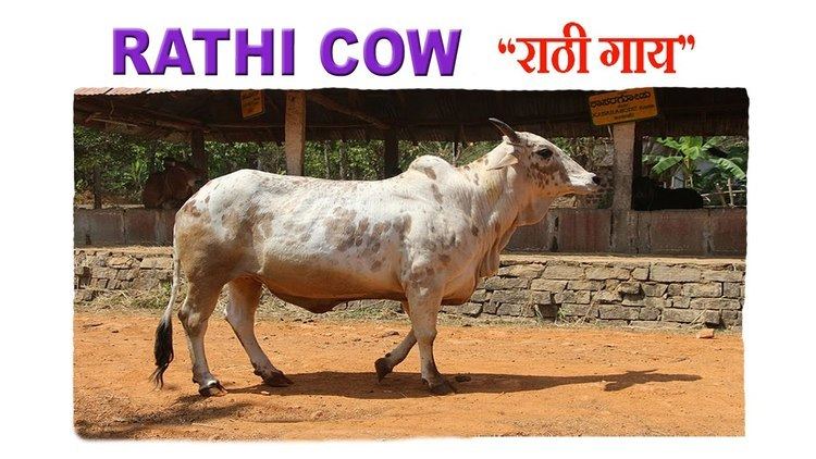 Rathi cattle Rathi Cow The Popular Milk Breed From Rajasthan