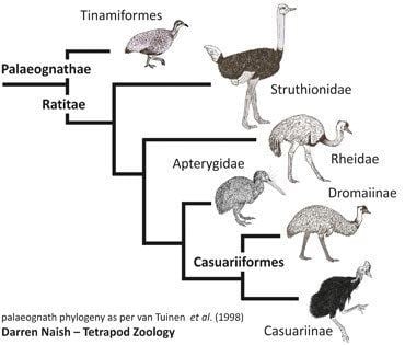 Ratite Ratites in trees the evolution of ostriches and kin and the