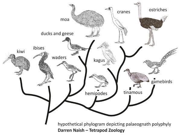 Ratite Ratites in trees the evolution of ostriches and kin and the