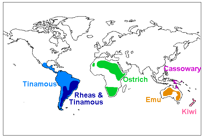 Ratite Ratite Bird Distribution