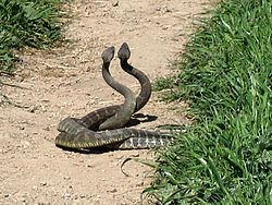 Rattlesnake Rattlesnake Wikipedia