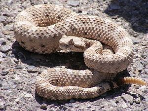 Rattlesnake httpsuploadwikimediaorgwikipediacommonsthu