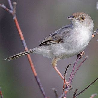 Rattling cisticola chiniana Rattling cisticola