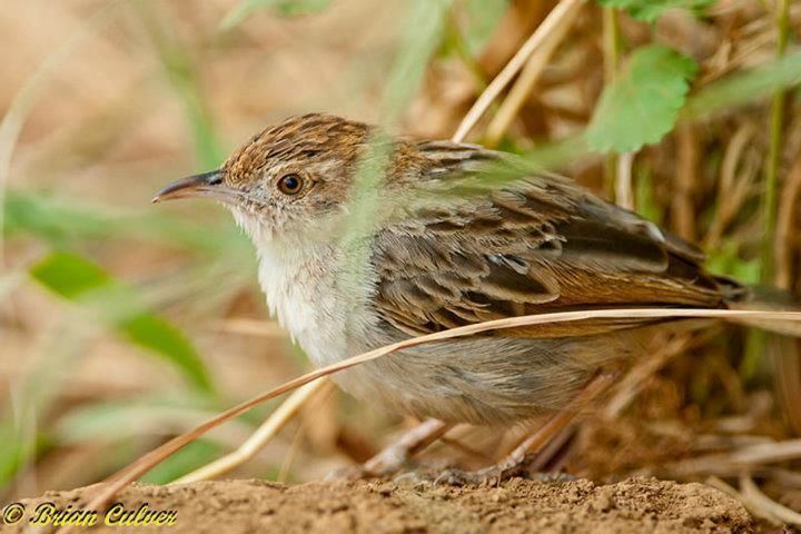 Rattling cisticola Cisticola